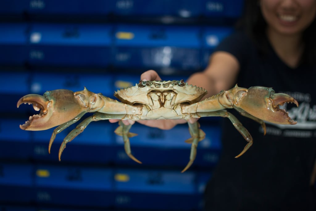 vietnamese mud crabs