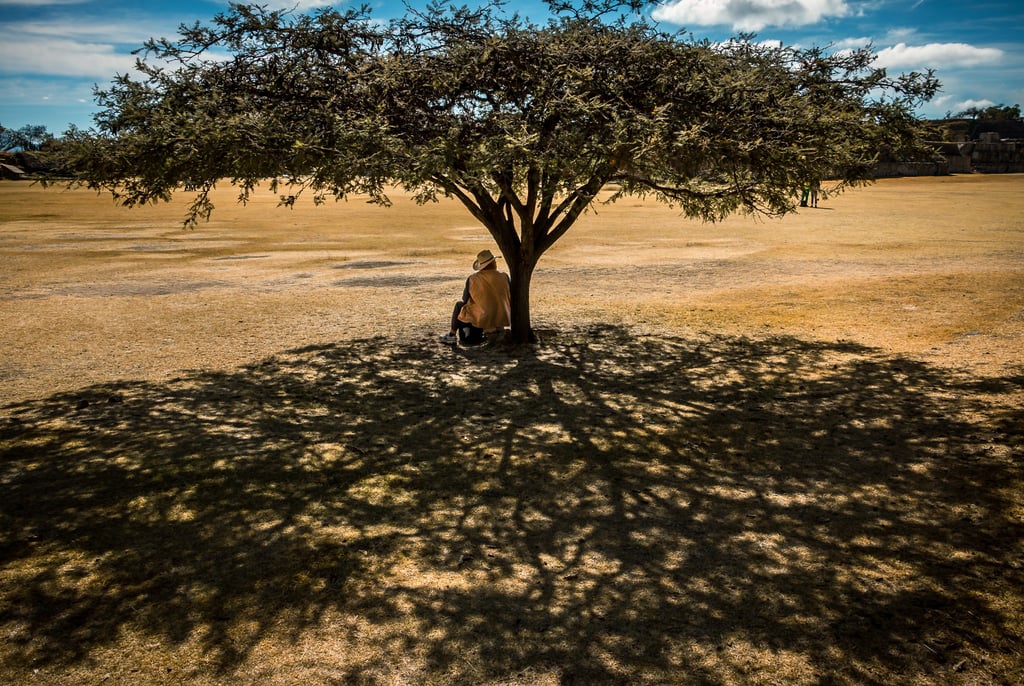 Under the intense midday sun of southern Mexico, a man takes refuge in the beautiful shade of a tree
