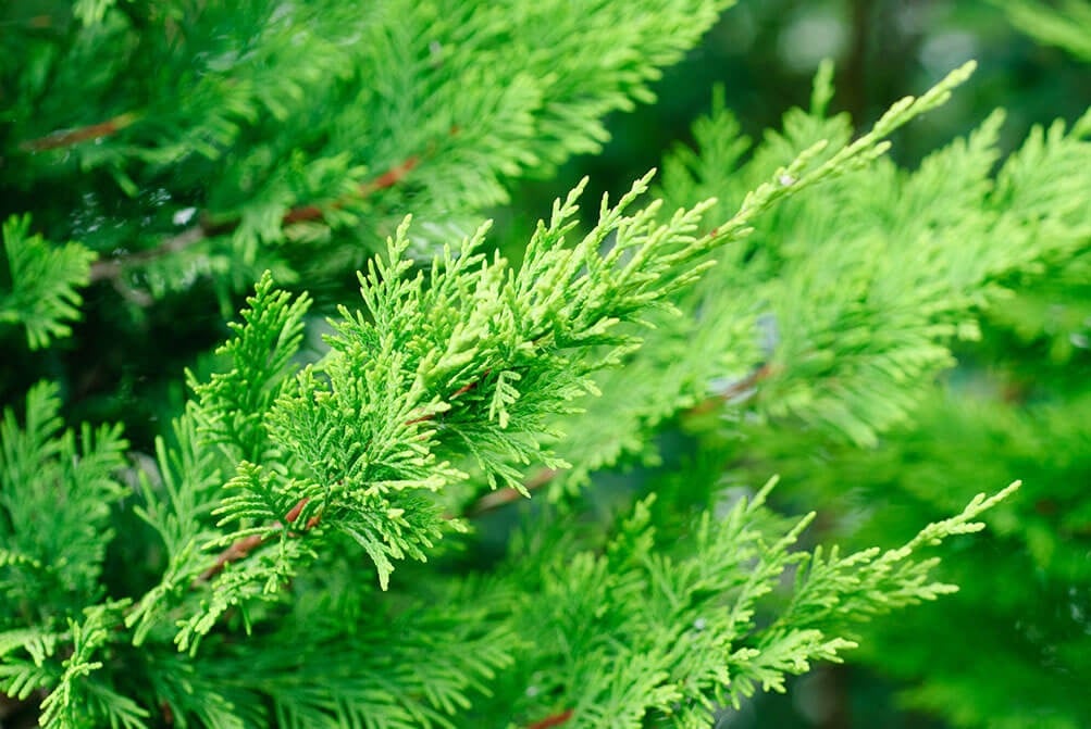 bright green Leyland Cypress stems