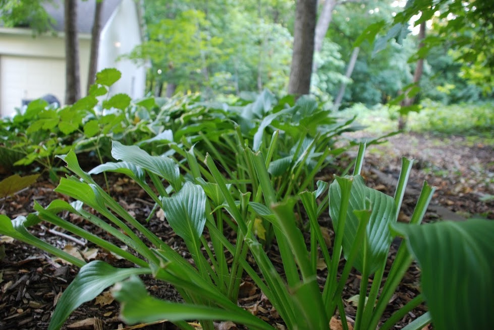 multiple plants that have been eaten by deer
