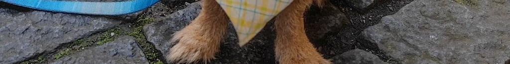 beneficios-pets-saude-mental