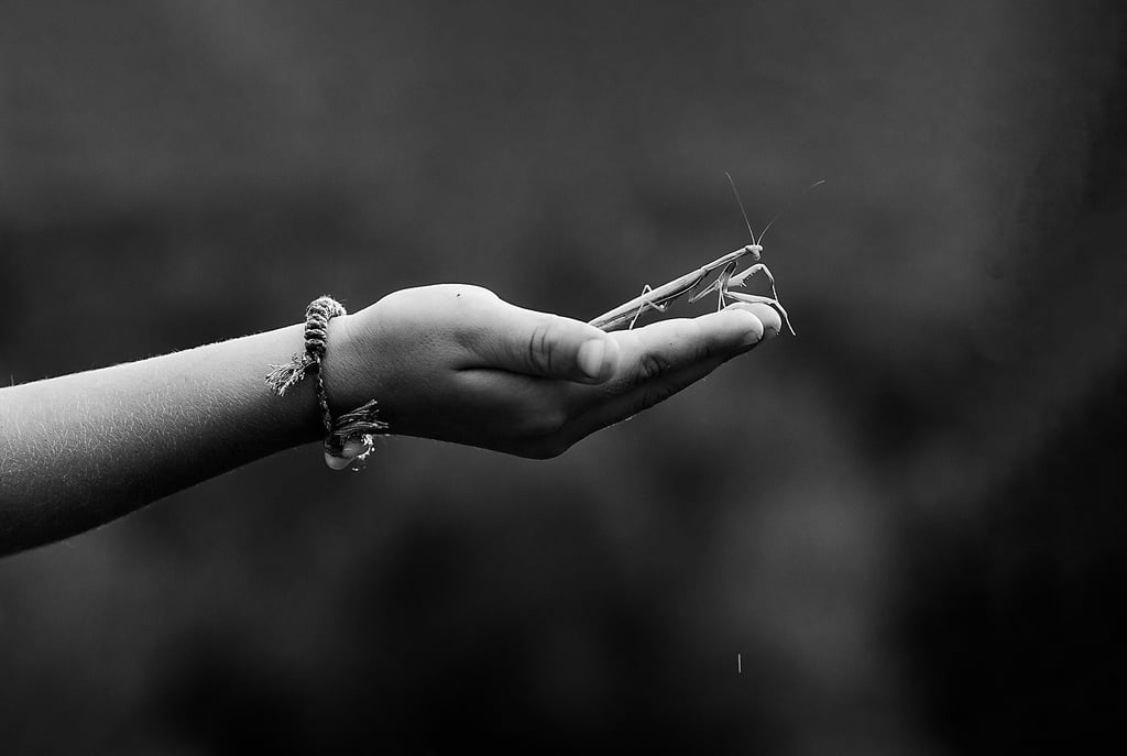a person holding a praying mantis in their hand