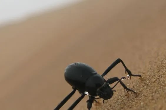 Escarabajo del desierto recolectando agua