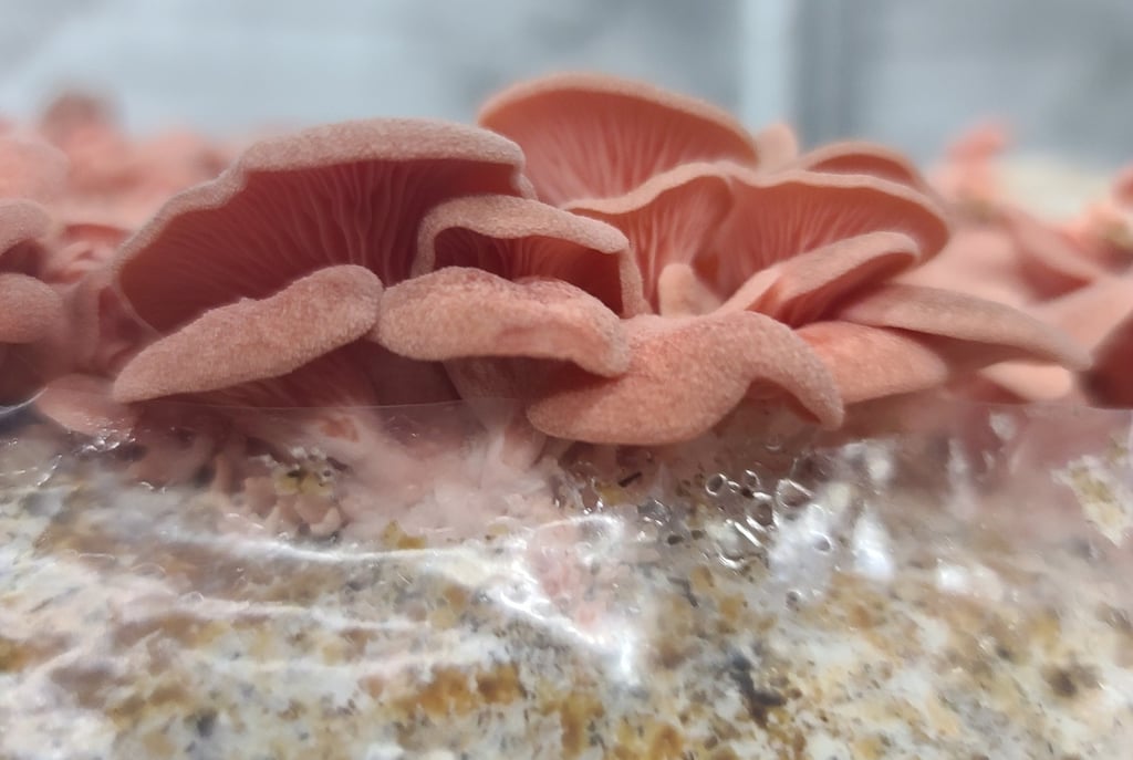 Close-up of vibrant pink oyster mushrooms fruiting from a grow kit block indoors.