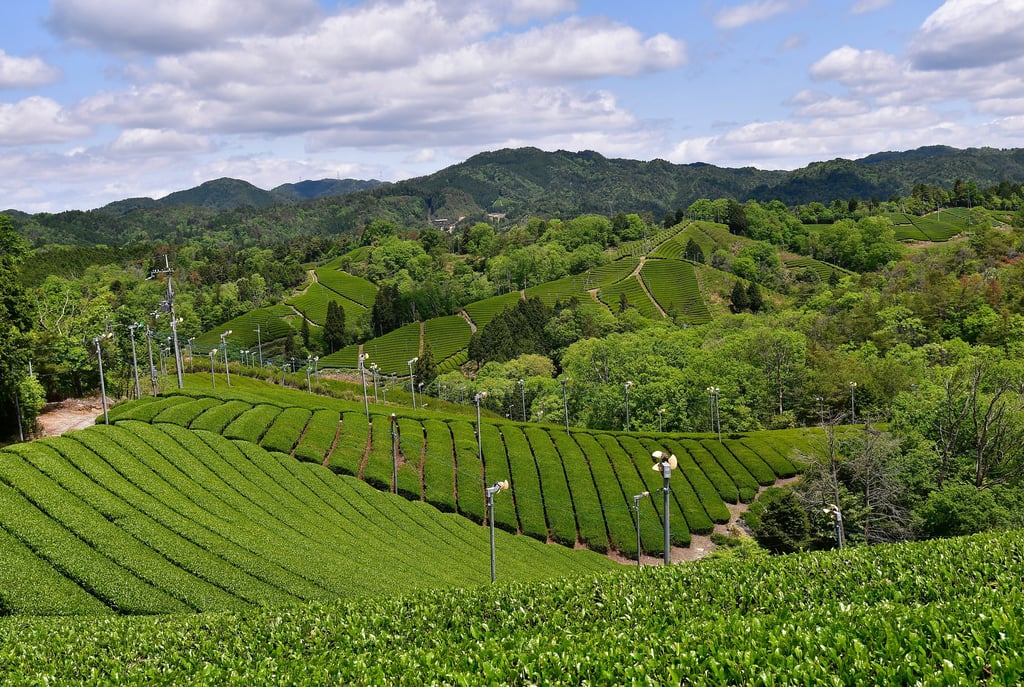 Champs de théiers à Asamiya