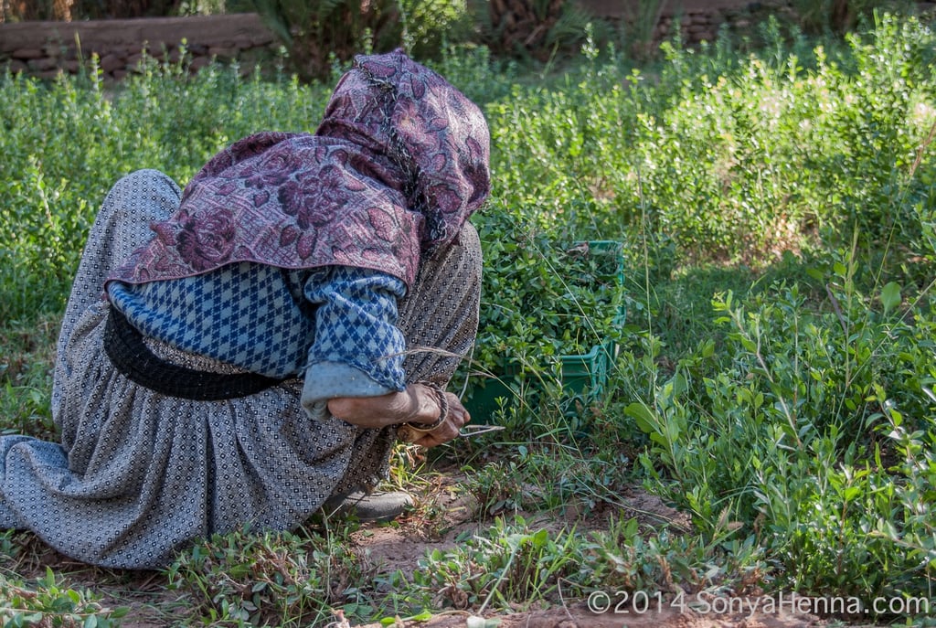 henna lady harvesting henna leaves from henna plant in the ground