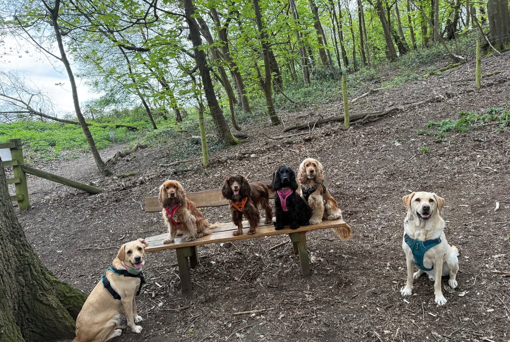 A group of six friendly dogs, including spaniels and Labradors, posing on and around a wooden park bench in a forest.