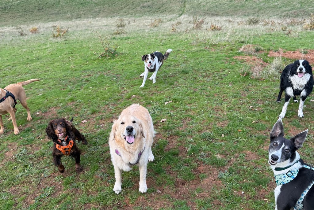 Various happy dogs on a countryside walk