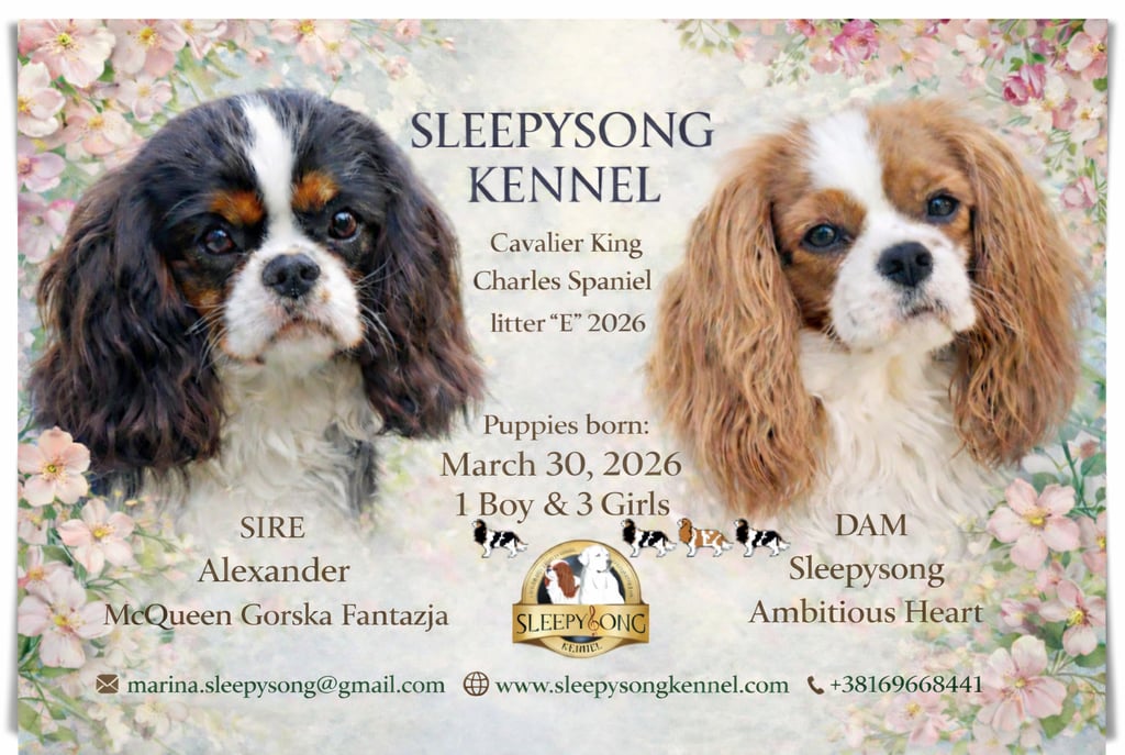 New puppies litter in Sleepysong kennel Cavalier King Charles Spaniel