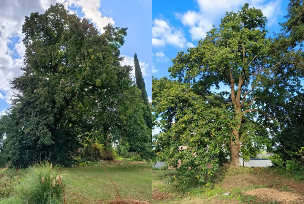 Élagage d'un châtaignier, vue avant et après