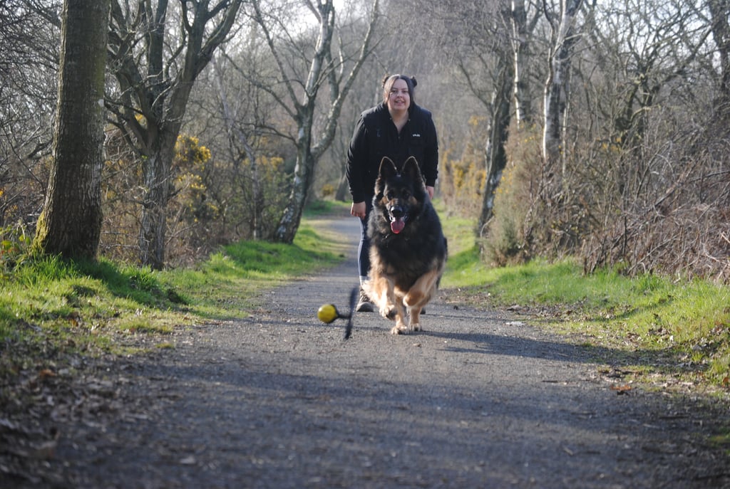 Bruce the German Shepherd running for a ball in the woods