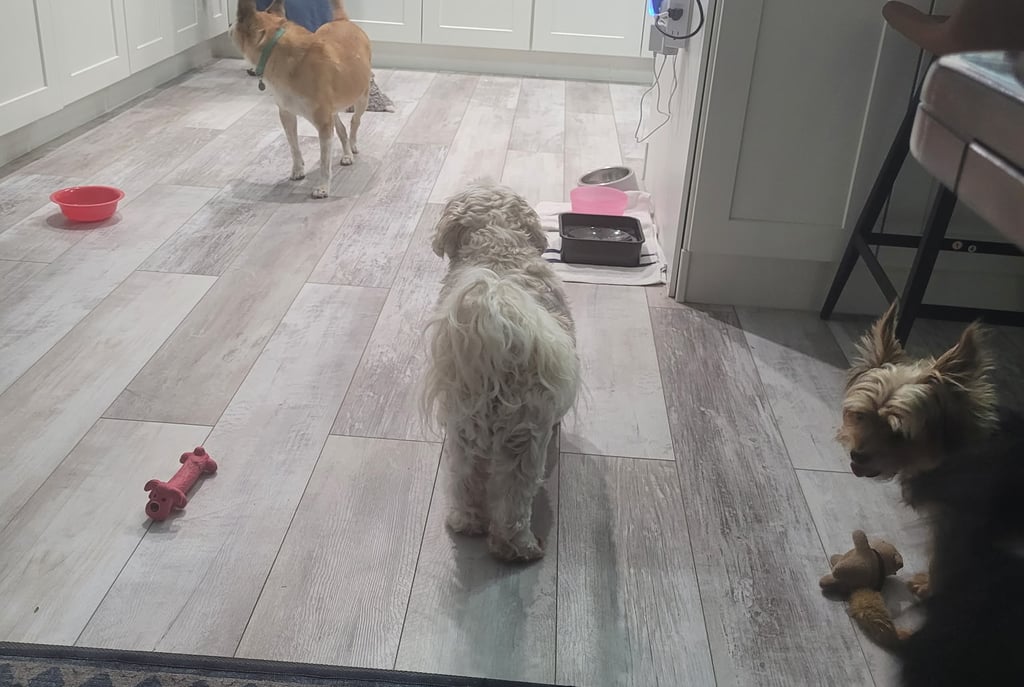 Dogs playing during daycare