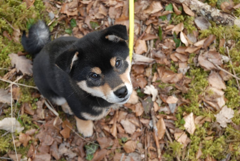 communication animale à distance