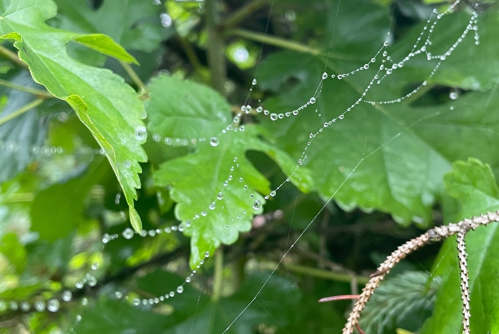 a spider web webpage with a spider web webpage