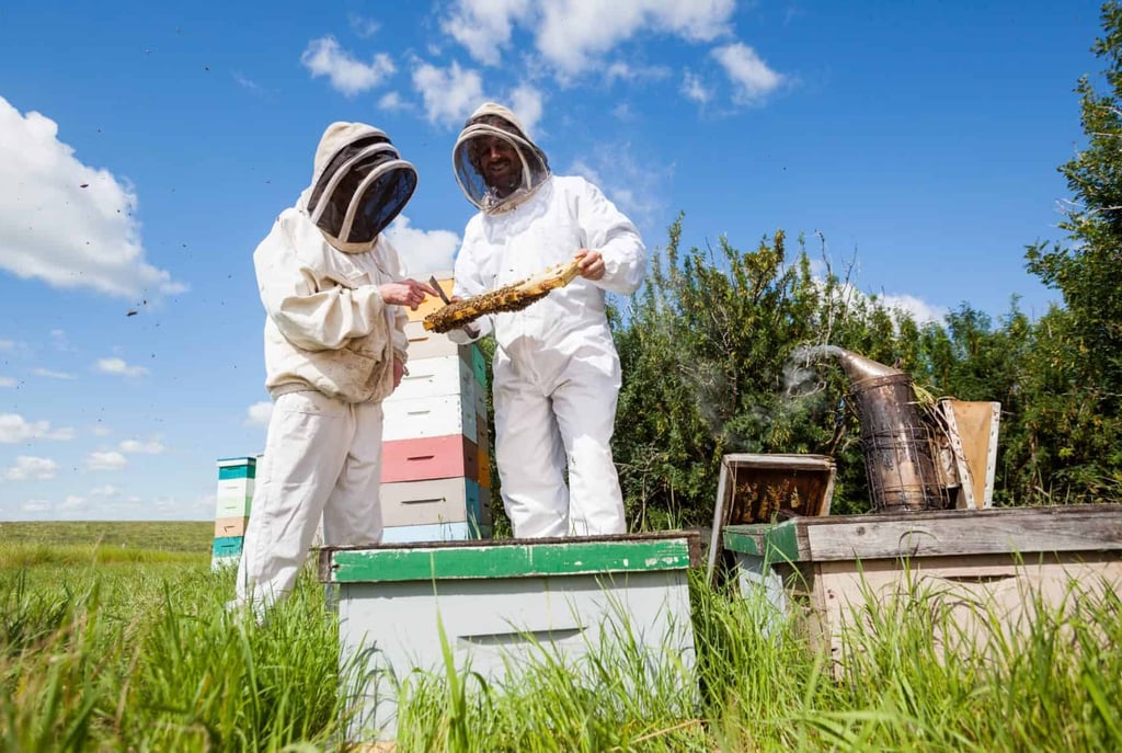 The Evolution of Beekeeping Gear: From Tradition to Innovation