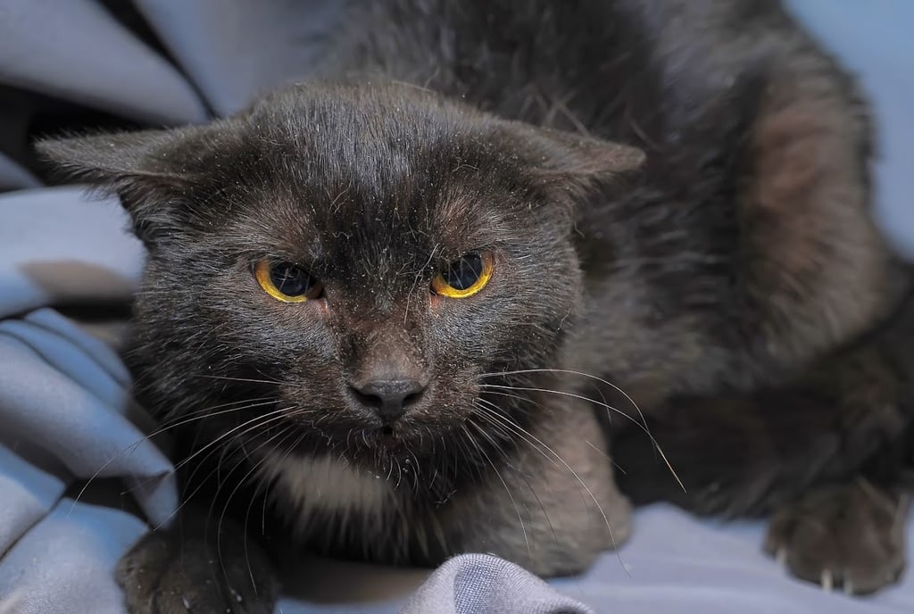 Close-up of a fearful dark gray cat with wide, dilated yellow eyes and a tense expression, typical o