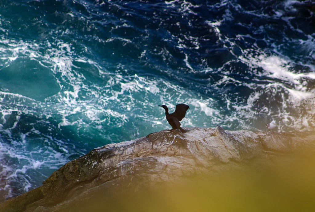 Ringed Plover at Sumburgh Head Lighthouse Shetland