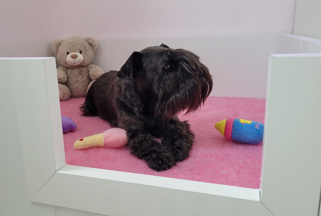 Tara , élevage des Diamants Noirs d'Also