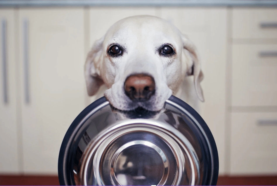 Hund hat leeren Napf im Maul