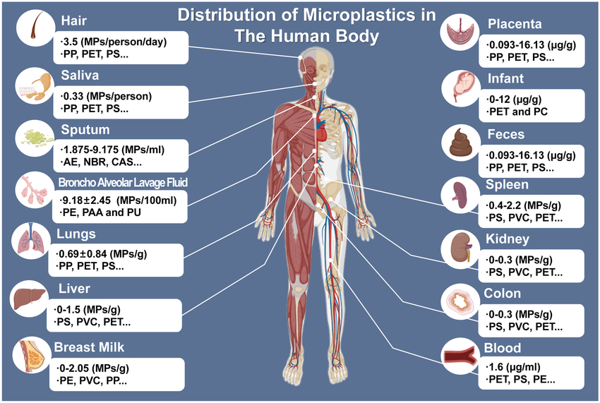 a diagram of the human body and its major parts