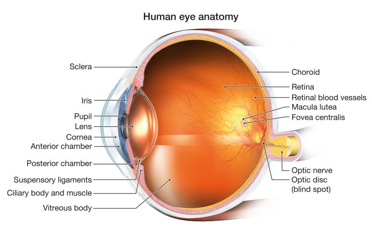 Prevent Macular Degeneration with Annatto Derived Tocotrienol and GG