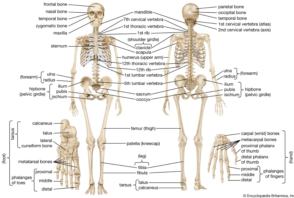 a diagram of the human skeleton
