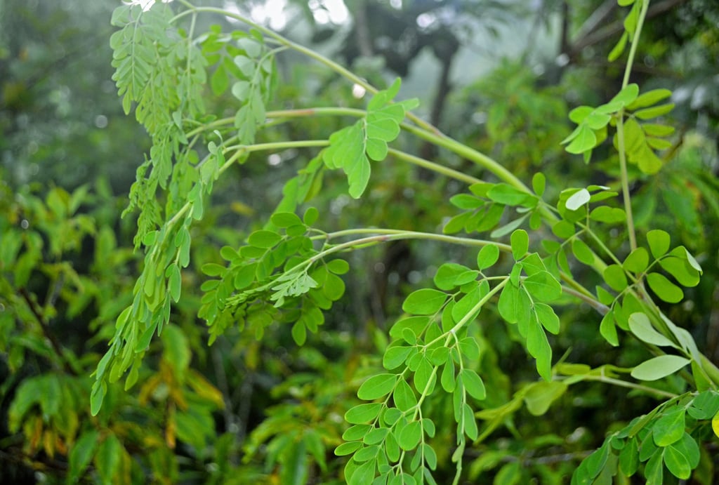 Fresh Moringa oleifera leaves growing on a tree in a natural green environment, captured in Sri Lank