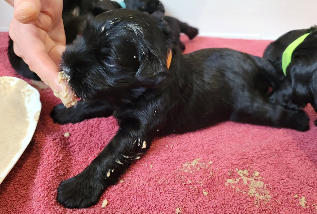 Viky des Diamants Noirs d' Also