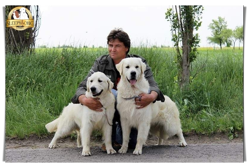 Golden Retrievers unique dogs in Sleepysong Kennel