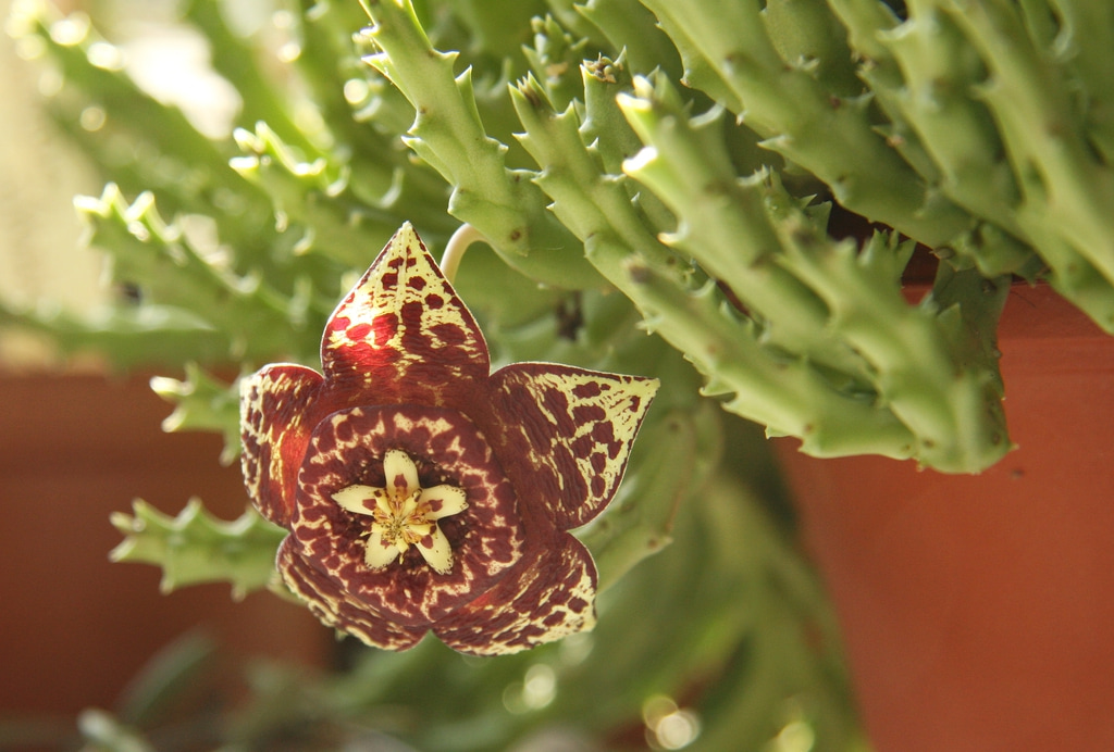 Star Cactus, a small flowering cactus