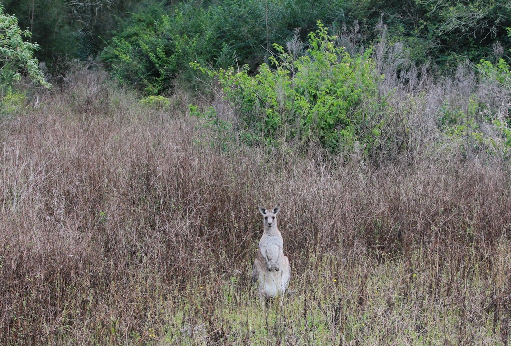kangaroo Morissey NSW, Australia