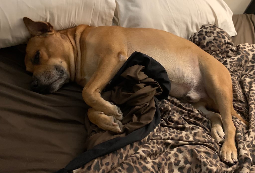 Dog laying on bed with pillow