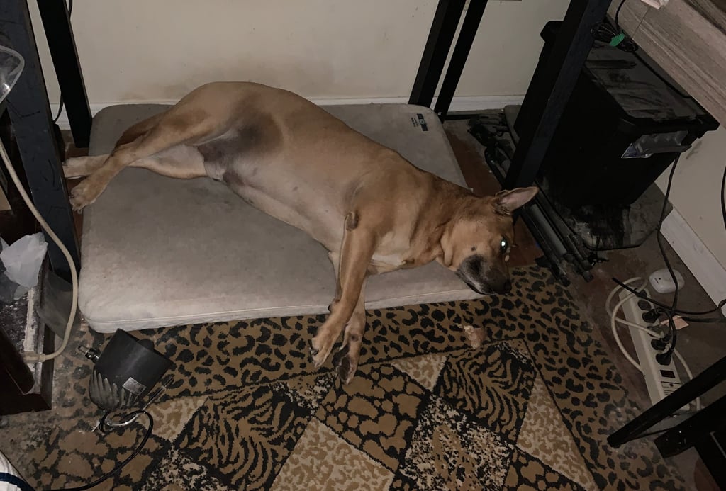 A light brown dog sleeping soundly on a gray dog bed with its paws outstretched.