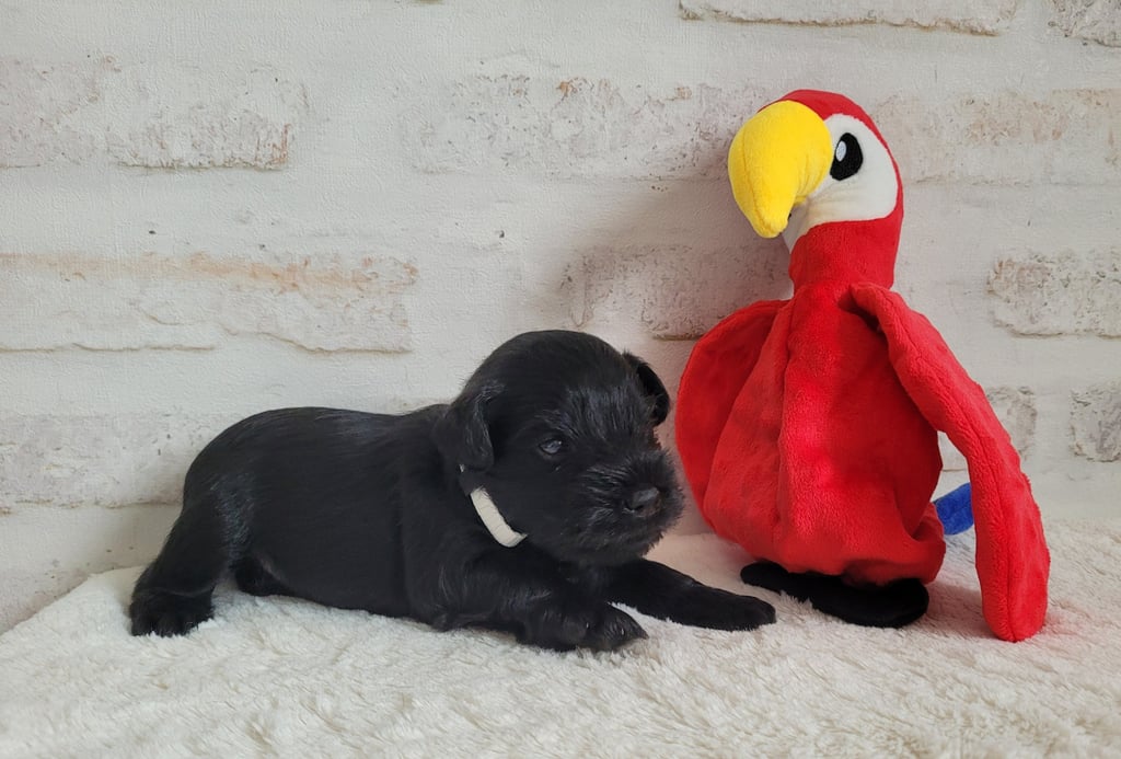 Chiot Schnauzer miniature