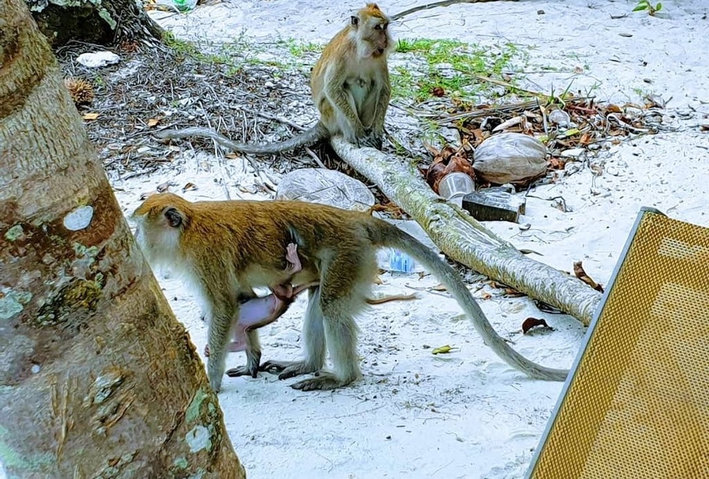 penang national park monkey beach monkeys