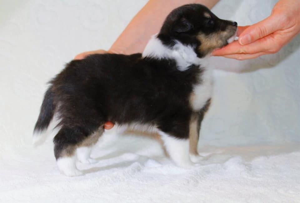 Pastor de las islas de shetland, cachorros de pastor de las islas de shetland