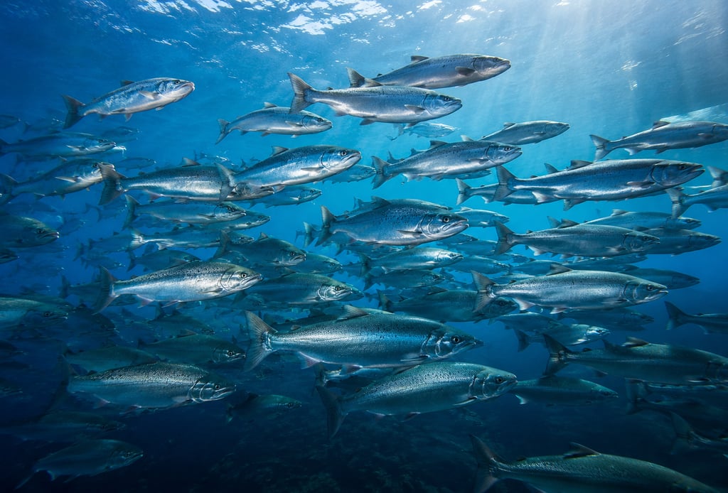 journée mondiale des poissons migrateurs
