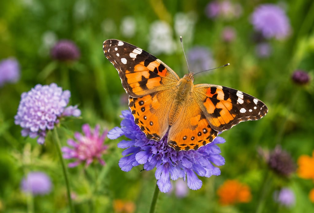journée mondiale du papillon