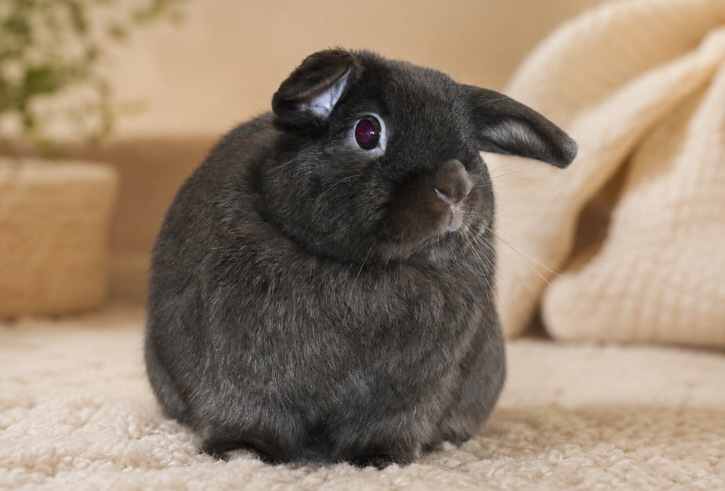 Henrietta waiting patiently on the Before You Apply page at Hot Cross Buns Holland Lops