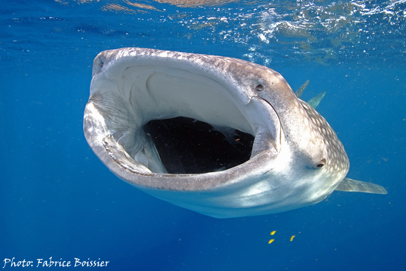 gueule ouvert d'un requin baleine