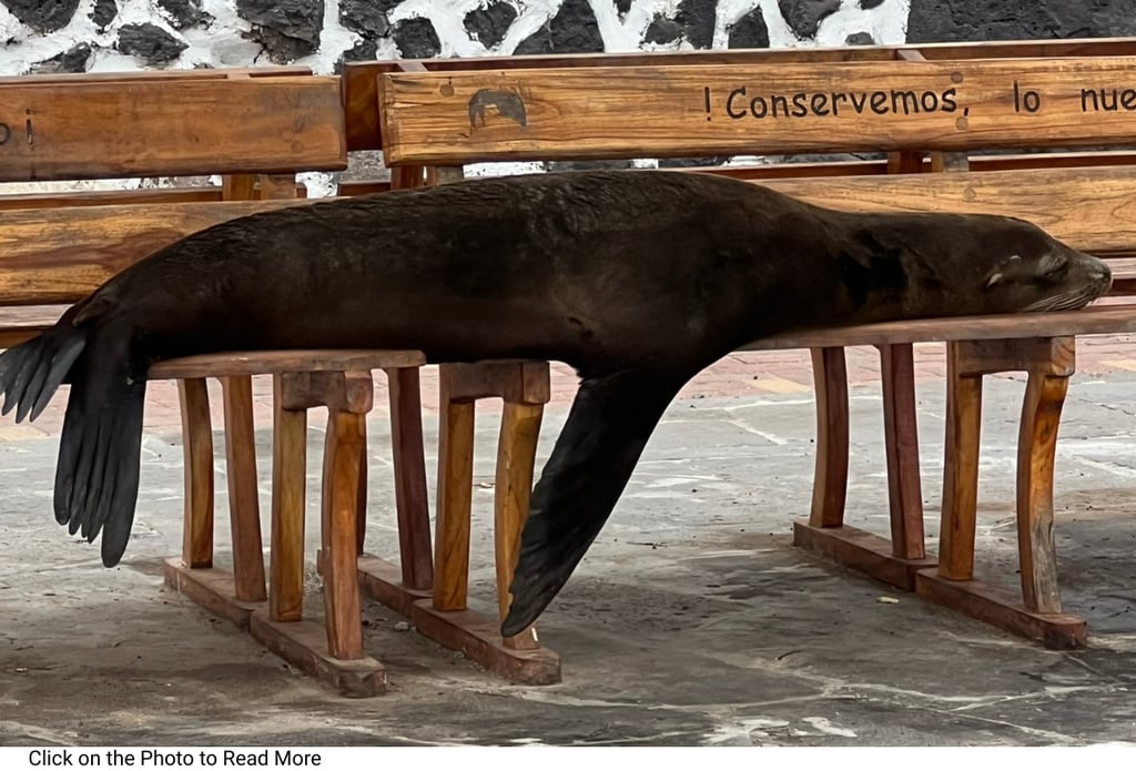 Sea lion peacefully owning a bench in Puerto Baquerizo Moreno, San Cristobal, Galapagos