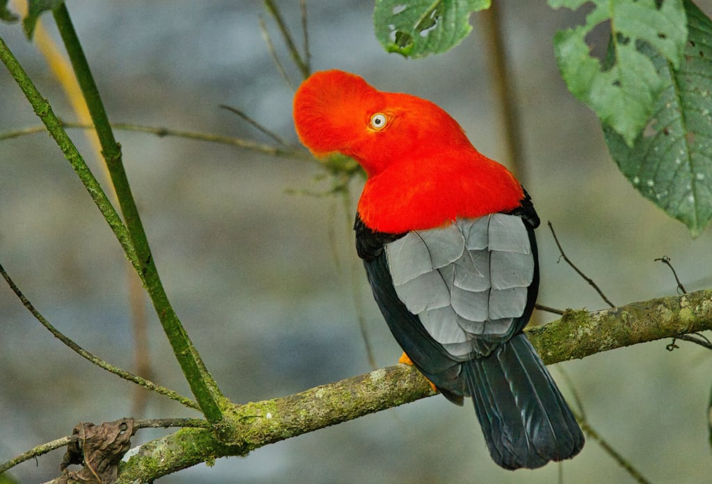 Colombia Andes Bird Photography Tour 14 Days in the World’s Bird Capital
