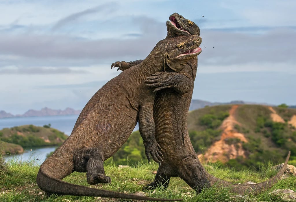 one day tour komodo