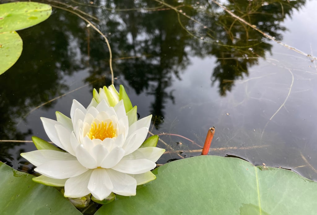 a white lotus flower in a pond with a red sticker