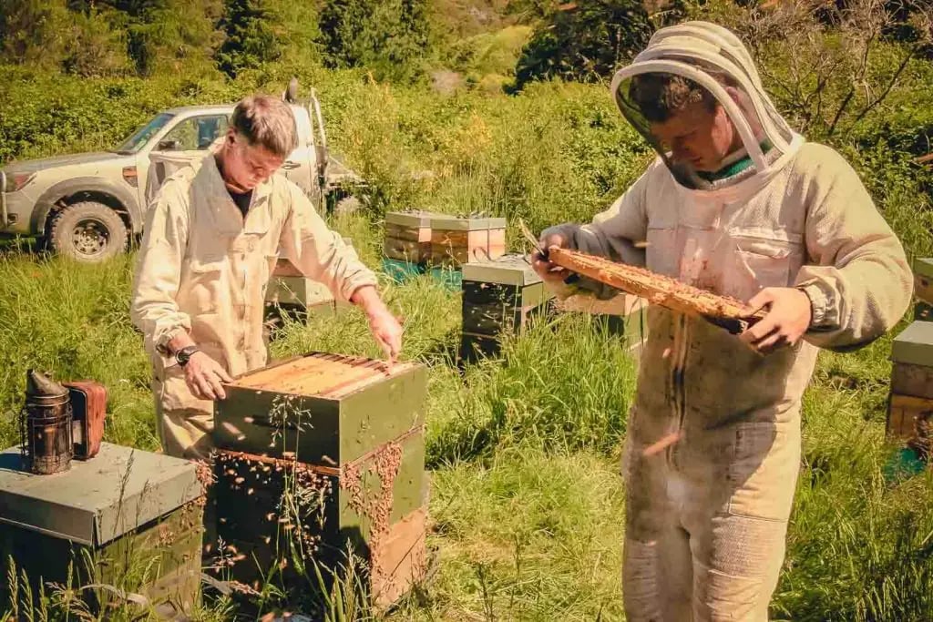 Der Bienenstock: Herzstück jeder erfolgreichen Imkerei