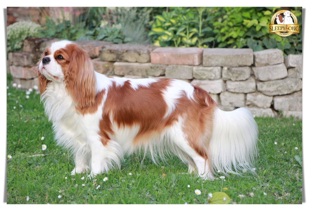 MISTY beautiful female Cavalier in Sleepysong Kennel. Winner of Cavalier King Charles Spaniel in Serbia.
