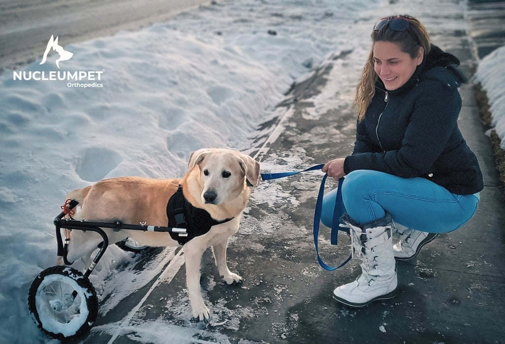 NUCLEUMPET.COM - sillas de ruedas para perros bogotá colombia nucleumpet ortopedicos 