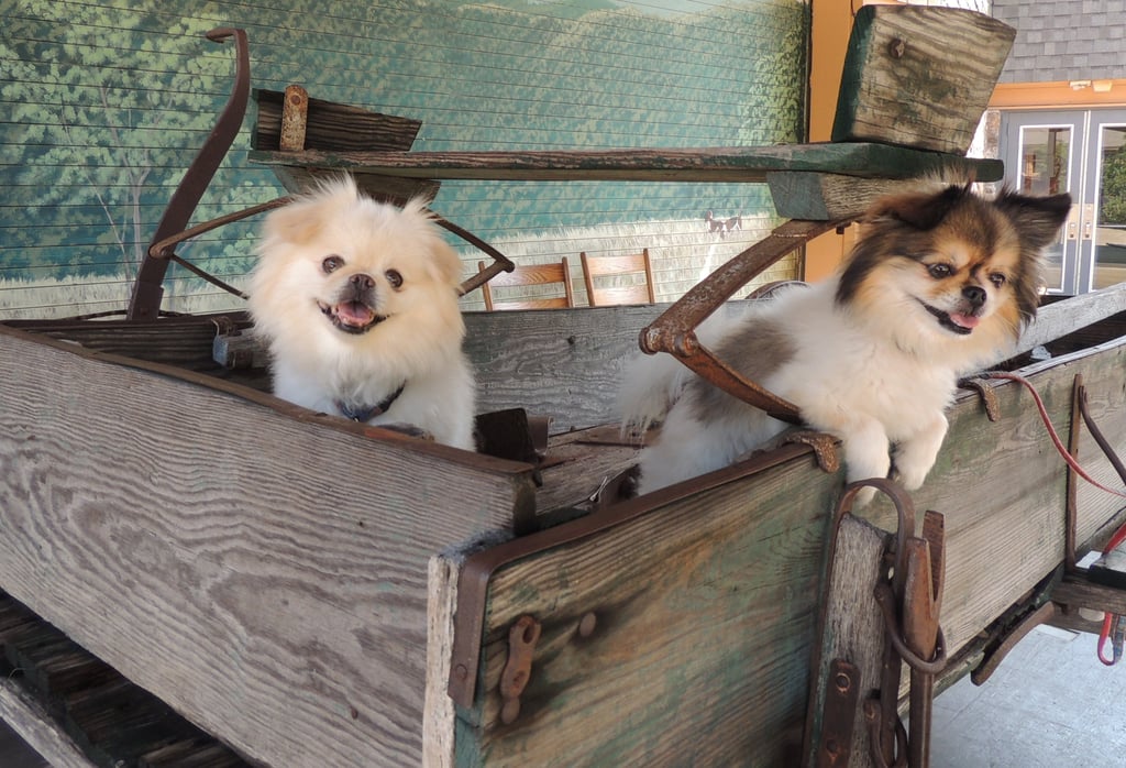 Pet Chauffeur and Transport