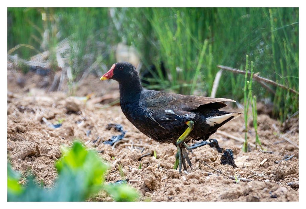 POLLA DE AGUA (GALLINULA CHLOROPUS)