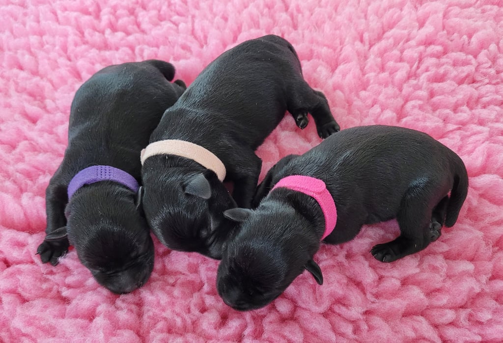 Chiots femelles Schnauzer miniature